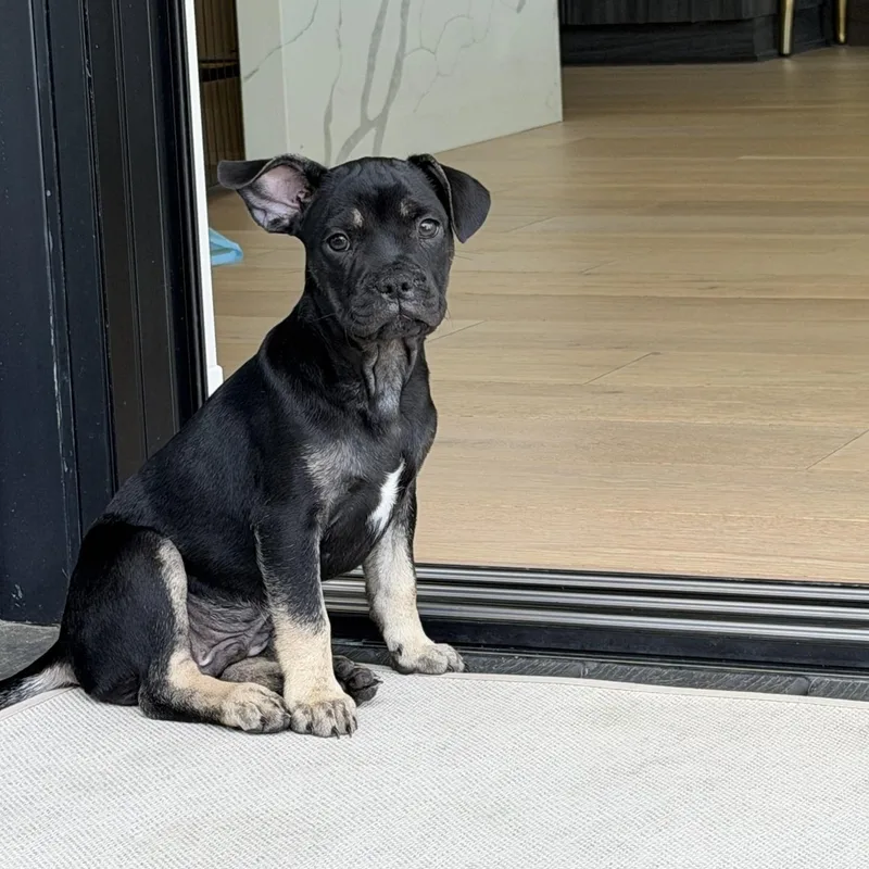 A baby small-sized male Bicolor Chihuahua dog named Eeyore for adoption in North Hollywood, CA