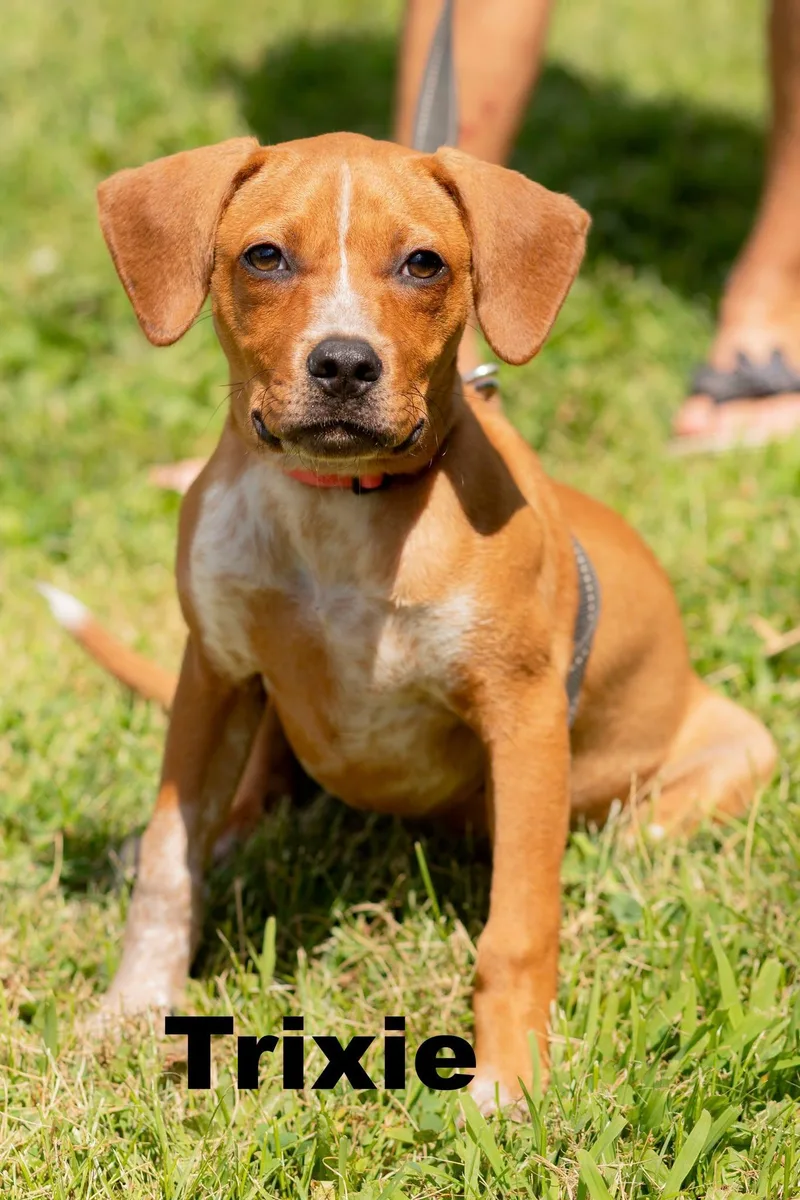 A baby small-sized female Yellow / Tan / Blond / Fawn Mixed Breed dog named Trixie for adoption in Macomb, IL