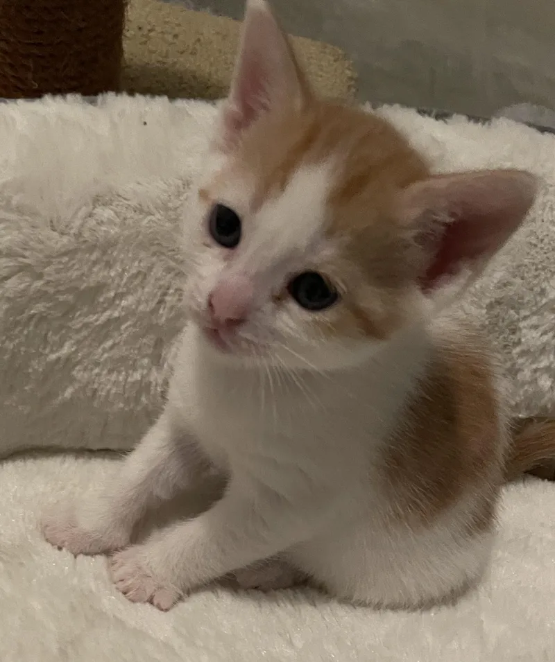 A baby medium-sized female Orange & White Tabby cat named Gemmi for adoption in Elgin, SC