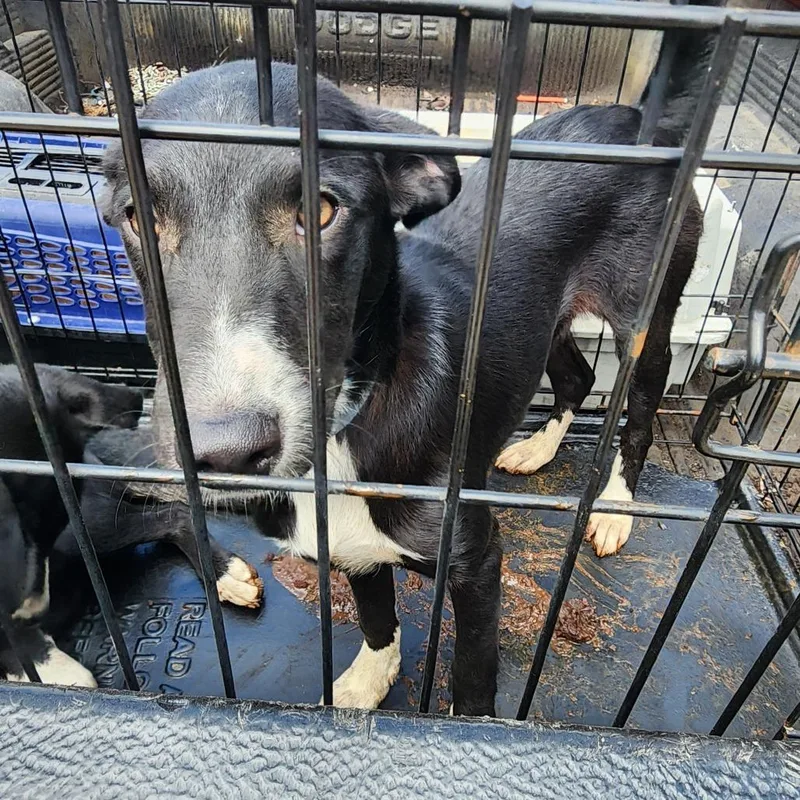 A baby medium-sized female Black Border Collie dog named Mae for adoption in Nashville, TN