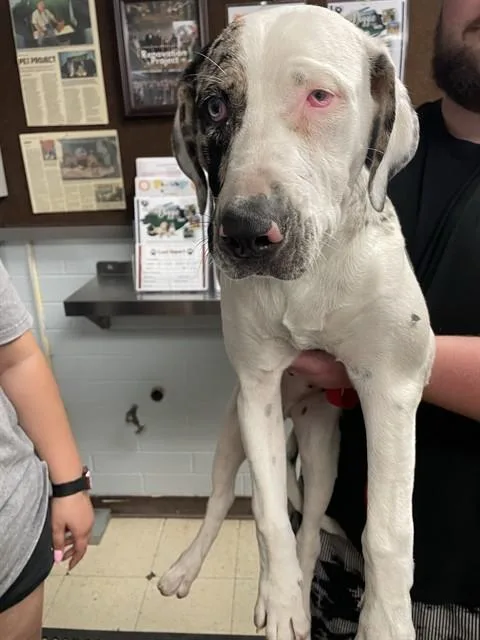 A baby medium-sized male Catahoula Leopard Dog dog named Bandit for adoption in Stockton, CA