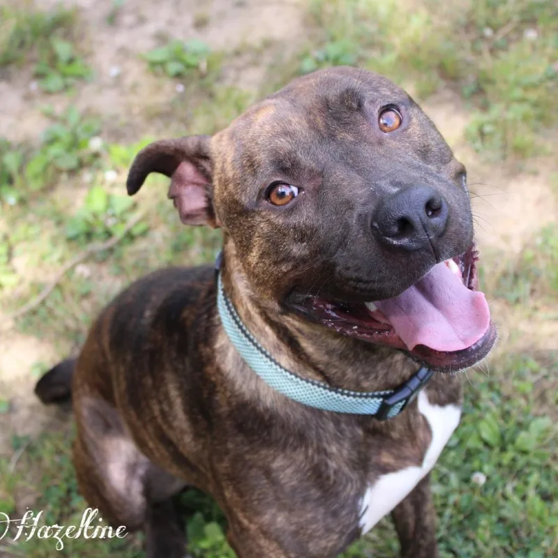 An adult large-sized male Brindle Mixed Breed dog named Keebler for adoption in Chattanooga, TN