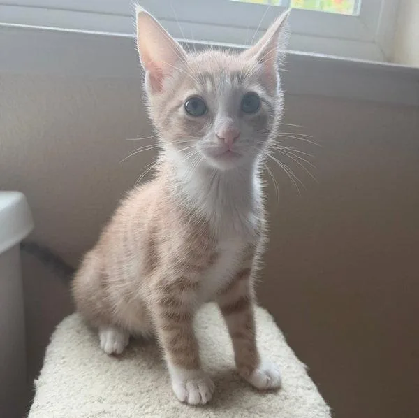 A baby small-sized male Orange & White Tabby cat named Tucson for adoption in San Jose, CA