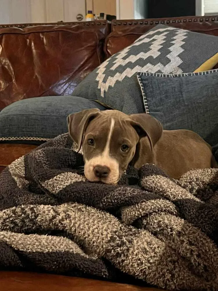 A baby medium-sized female Gray / Blue / Silver Pit Bull Terrier dog named Lady Liberty for adoption in New Bedford, MA