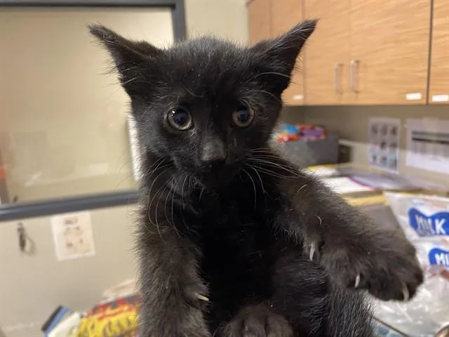 A baby small-sized male Domestic Medium Hair cat named Midnight for adoption in Modesto, CA