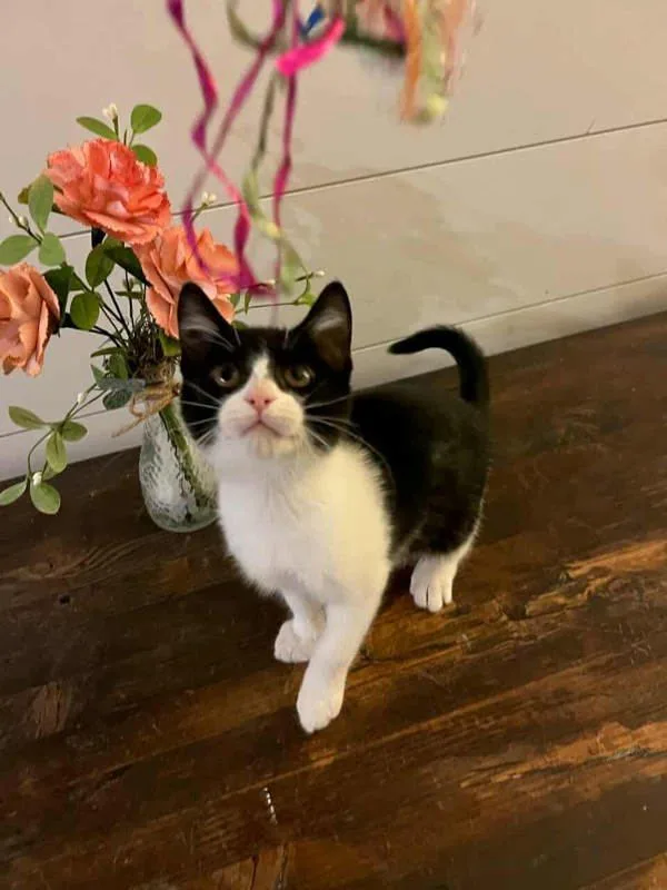 A baby medium-sized female Domestic Short Hair cat named Asteroid for adoption in Bonsall, CA