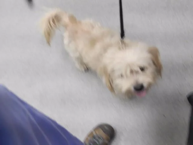 A young small-sized male Poodle dog named Tommy for adoption in Omaha, NE