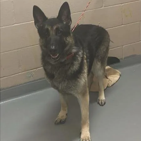 An adult large-sized female Black German Shepherd Dog dog named Lacey for adoption in Tacoma, WA