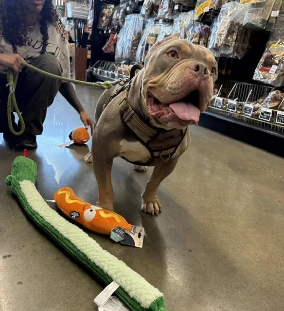 A young medium-sized male Sable American Staffordshire Terrier dog named Meatball for adoption in Kansas City, MO