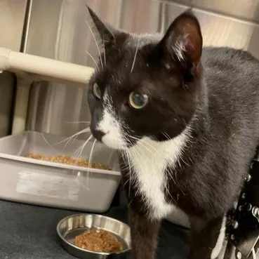 An adult large-sized male Black Domestic Short Hair cat named 6-201  for adoption in Amityville, NY