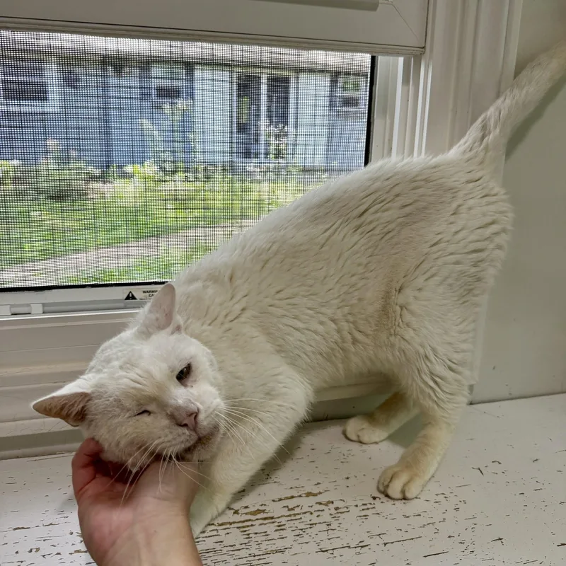 A senior large-sized male White Domestic Short Hair cat named Casper for adoption in Ashland, OH
