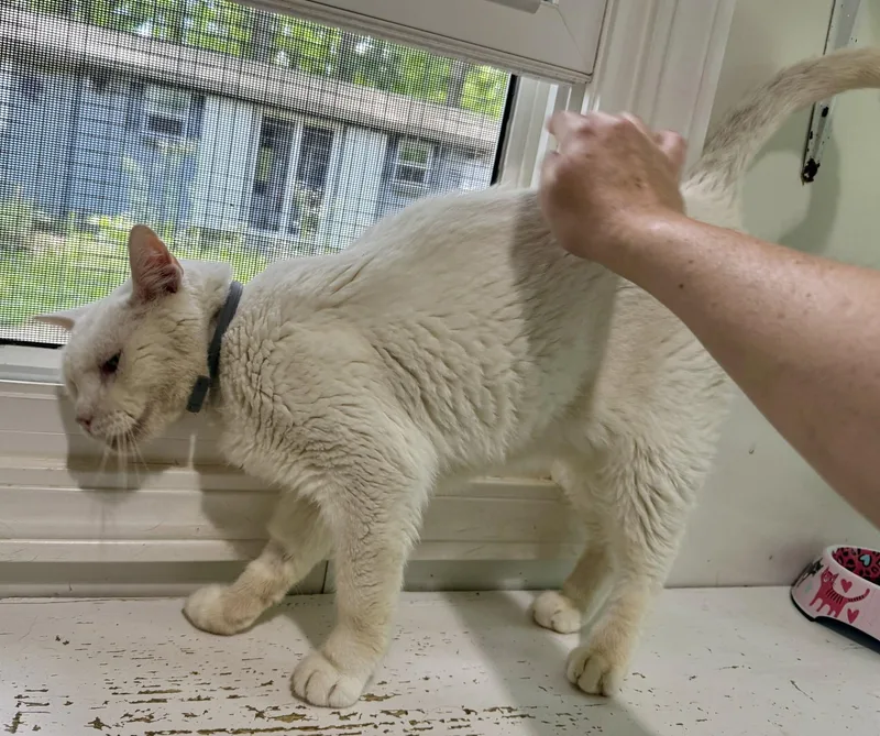 Casper thumbnail 4