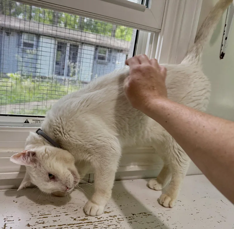 Casper thumbnail 5