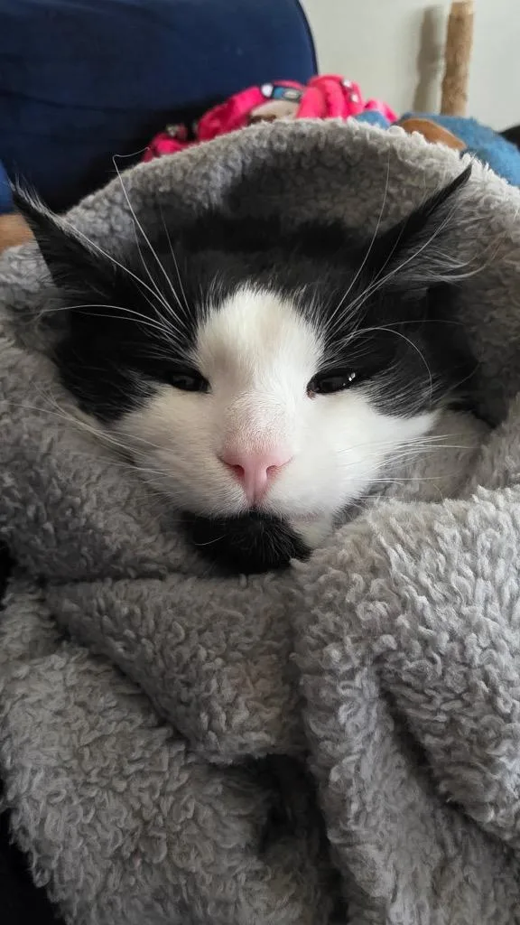 A baby medium-sized male Domestic Medium Hair cat named Tiernan Il for adoption in Fort Lupton, CO