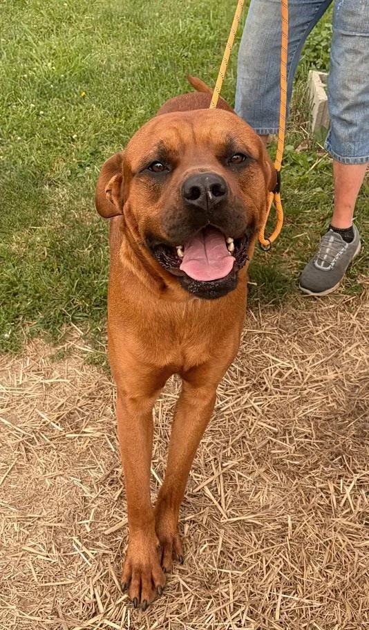 An adult large-sized male Red / Chestnut / Orange Boxer dog named Jocko for adoption in Lisbon, OH