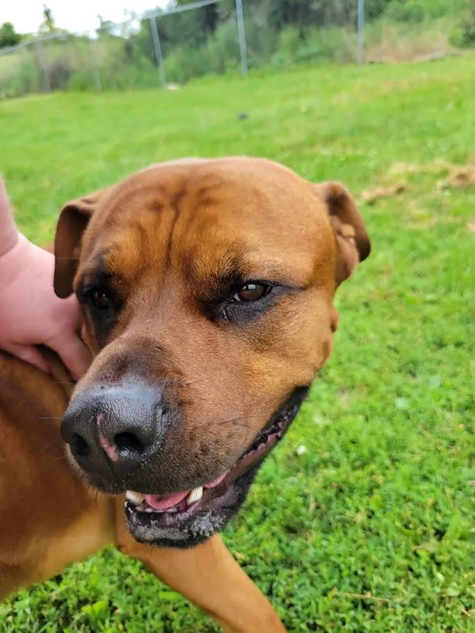Jocko thumbnail 2