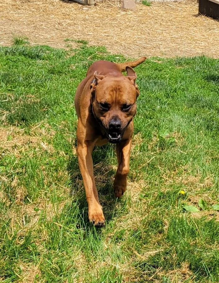 Jocko thumbnail 3