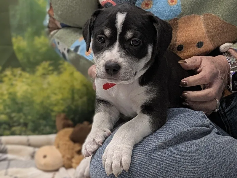 Francesca thumbnail 2