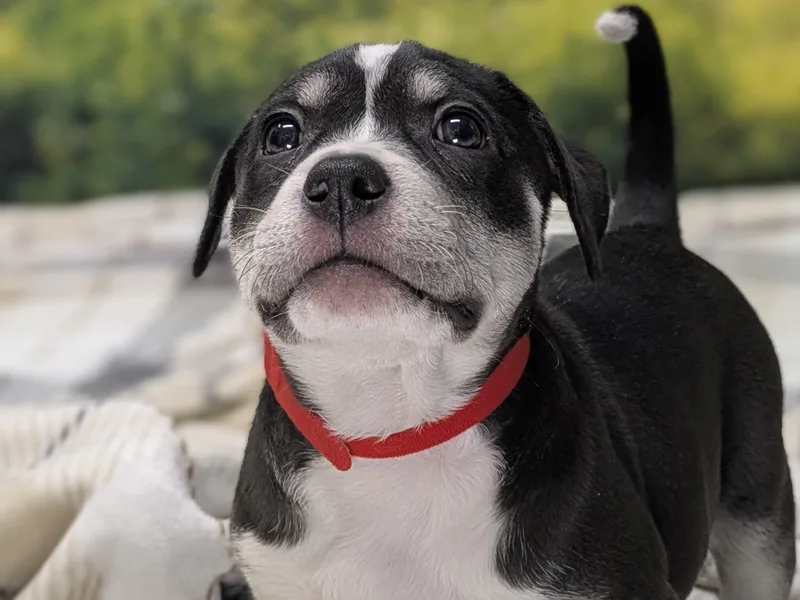 Francesca thumbnail 3