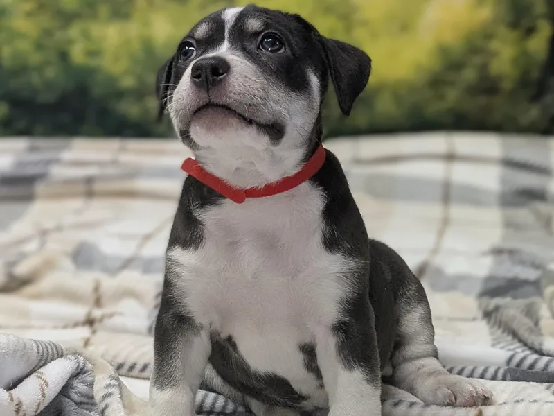 Francesca thumbnail 4