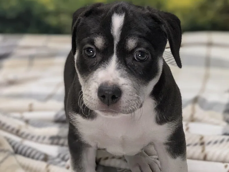 Francesca thumbnail 5