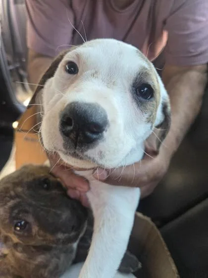 A baby small-sized female Apricot / Beige Mixed Breed dog named Jasmine for adoption in El Paso, TX