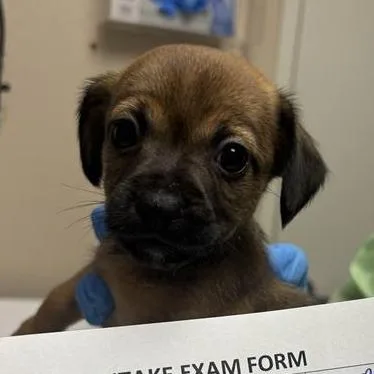 A baby small-sized male Chihuahua dog named Bass for adoption in Tempe, AZ