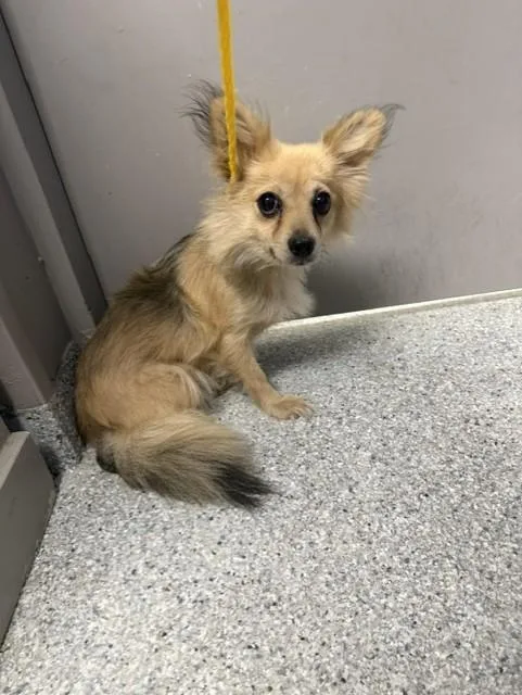 An adult small-sized female Chihuahua dog named Beauty for adoption in Pasadena, TX
