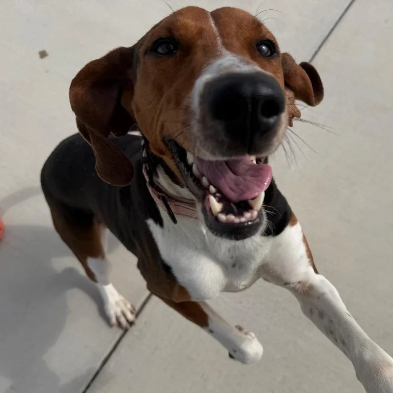 An adult medium-sized female Black Treeing Walker Coonhound dog named Dee Dee for adoption in Harrisonburg, VA