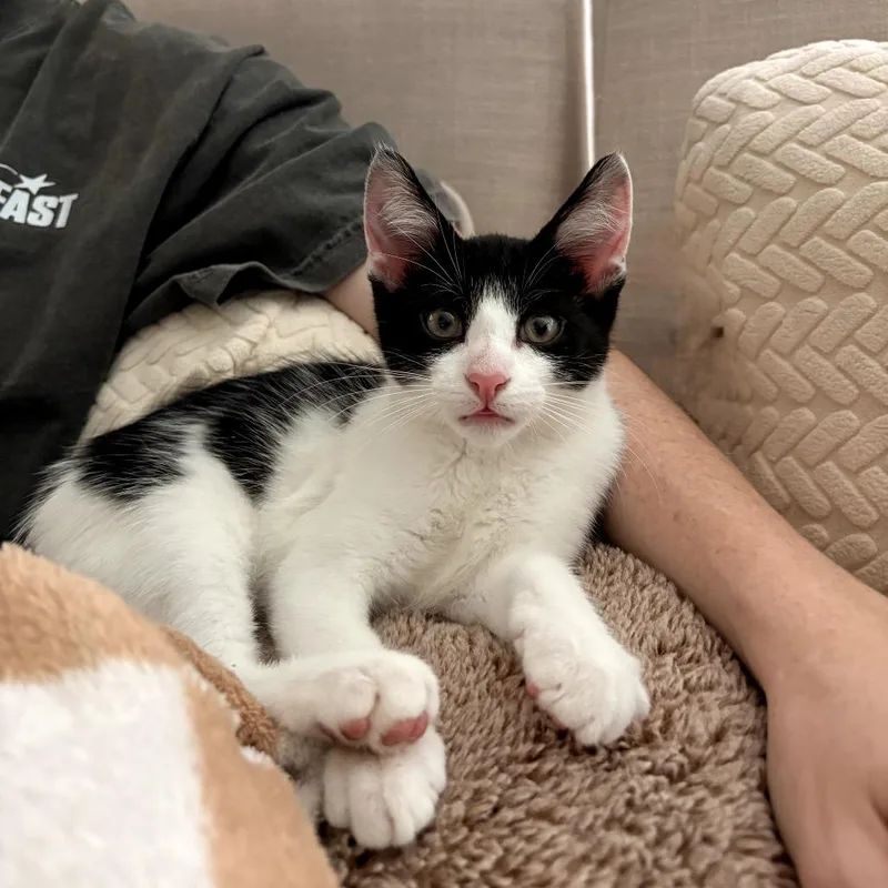 A baby small-sized male Black Domestic Short Hair cat named Yoshi for adoption in Fort Worth, TX