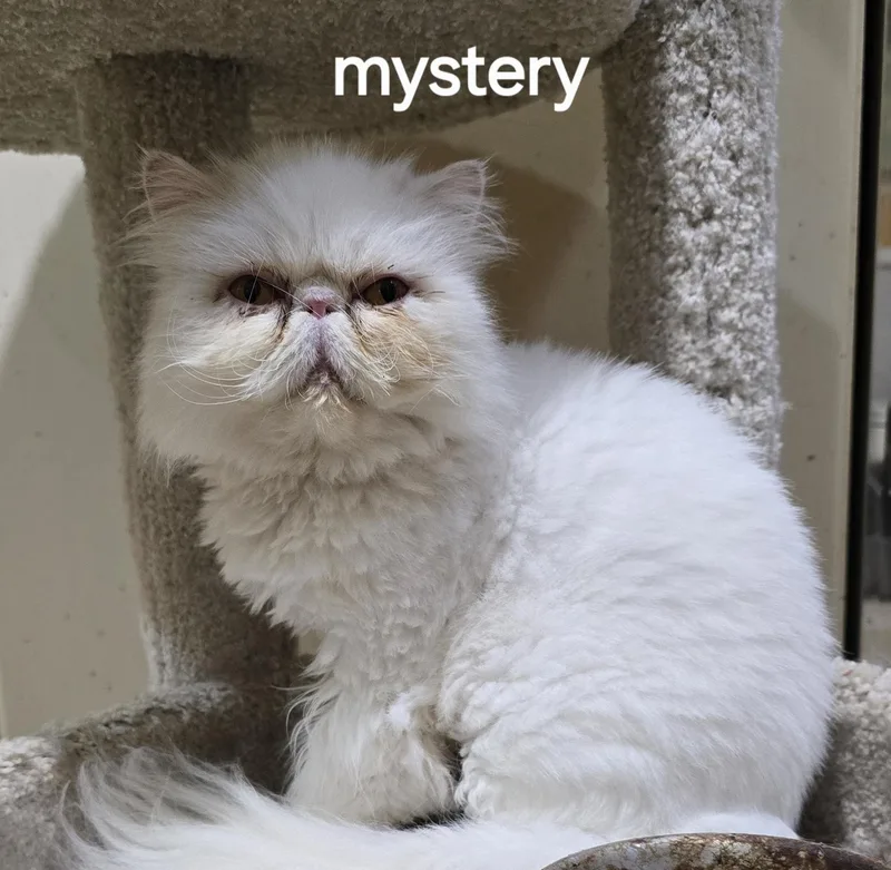An adult medium-sized female White Persian cat named Mystery for adoption in Indianapolis, IN