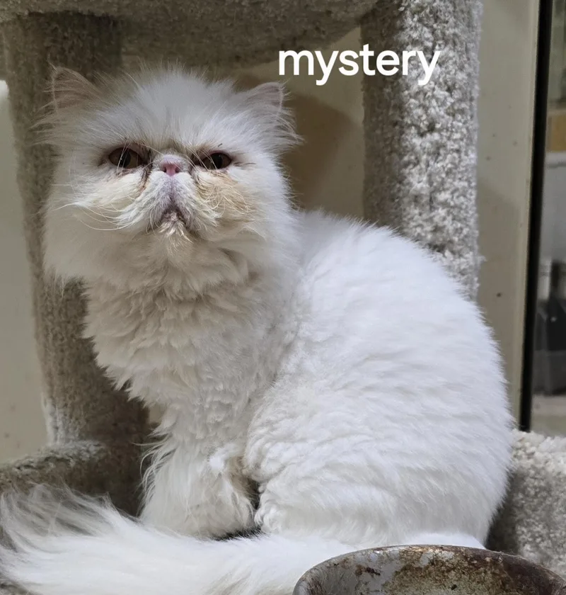 Mystery thumbnail 2