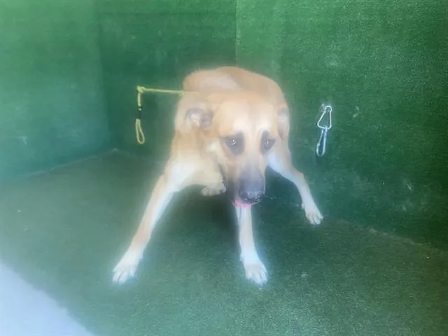 An adult large-sized male German Shepherd Dog dog named Cookie for adoption in Lancaster, CA