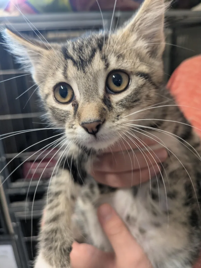 A young small-sized female Tabby (Brown / Chocolate) Domestic Short Hair cat named Chicken for adoption in Bedford, VA