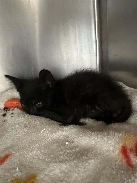A baby small-sized male Domestic Short Hair cat named Paw Patrol for adoption in Riverside, CA