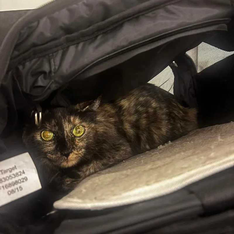 Jessica Rabbit thumbnail 2