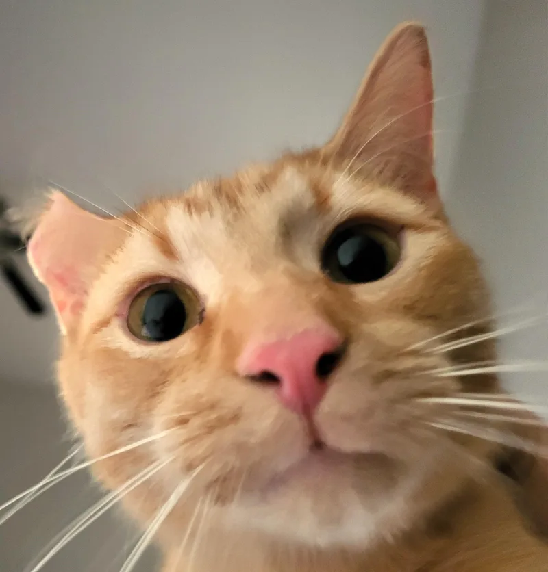 Violette & Chester  thumbnail 2