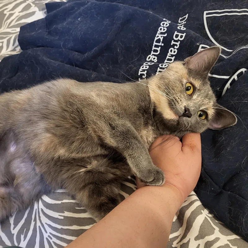 A young medium-sized female Gray / Blue / Silver Domestic Short Hair cat named Violette & Chester for adoption in Chicago, IL