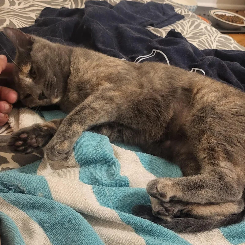 Violette & Chester  thumbnail 3