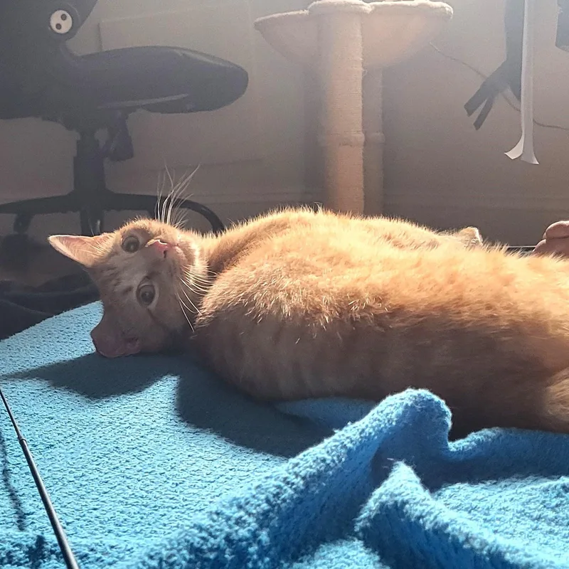 Violette & Chester  thumbnail 4