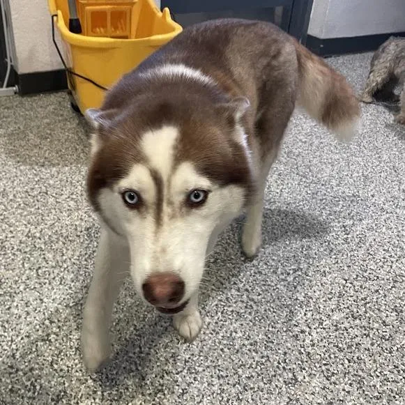 Aspen