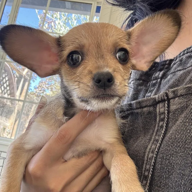 A baby small-sized female Yellow / Tan / Blond / Fawn Chihuahua dog named Jane for adoption in Sonoma, CA