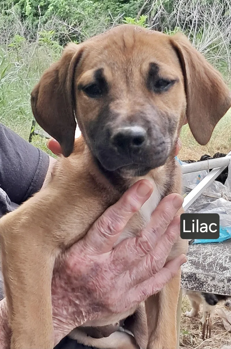 A baby medium-sized female Labrador Retriever dog named Lilac for adoption in Manchester, CT