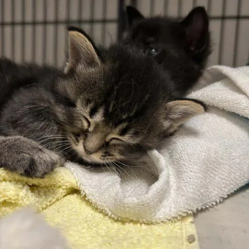 A baby small-sized female Tabby (Gray / Blue / Silver) Domestic Medium Hair cat named Gidget for adoption in Burlington, IA