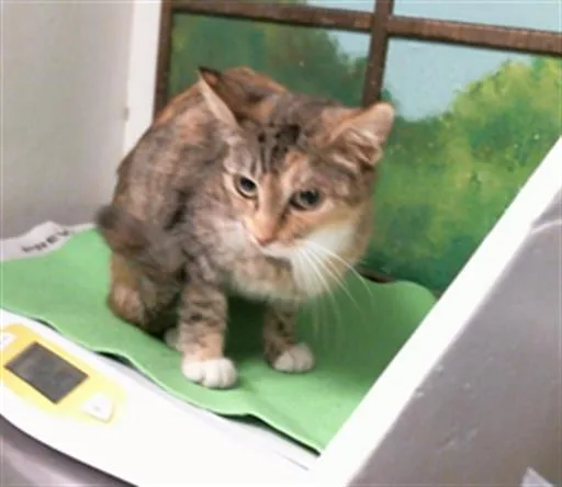 A young medium-sized female Domestic Short Hair cat named Eevee for adoption in Houston, TX