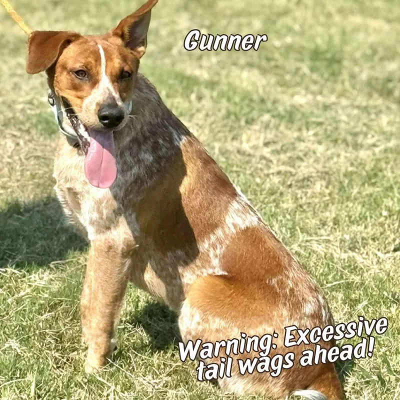 Gunner thumbnail 5