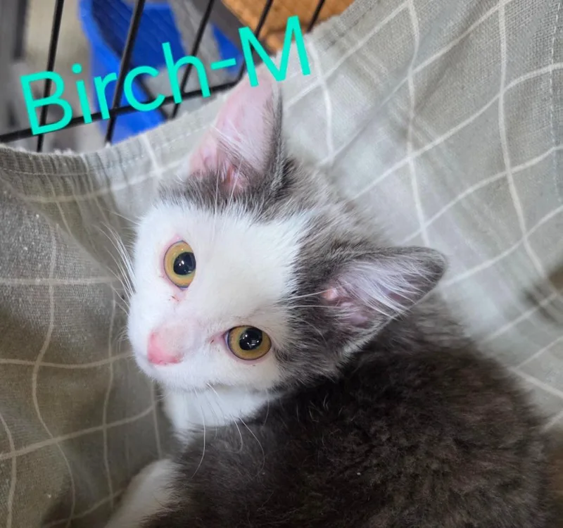 A baby medium-sized male Domestic Short Hair cat named Birch for adoption in Cloquet, MN