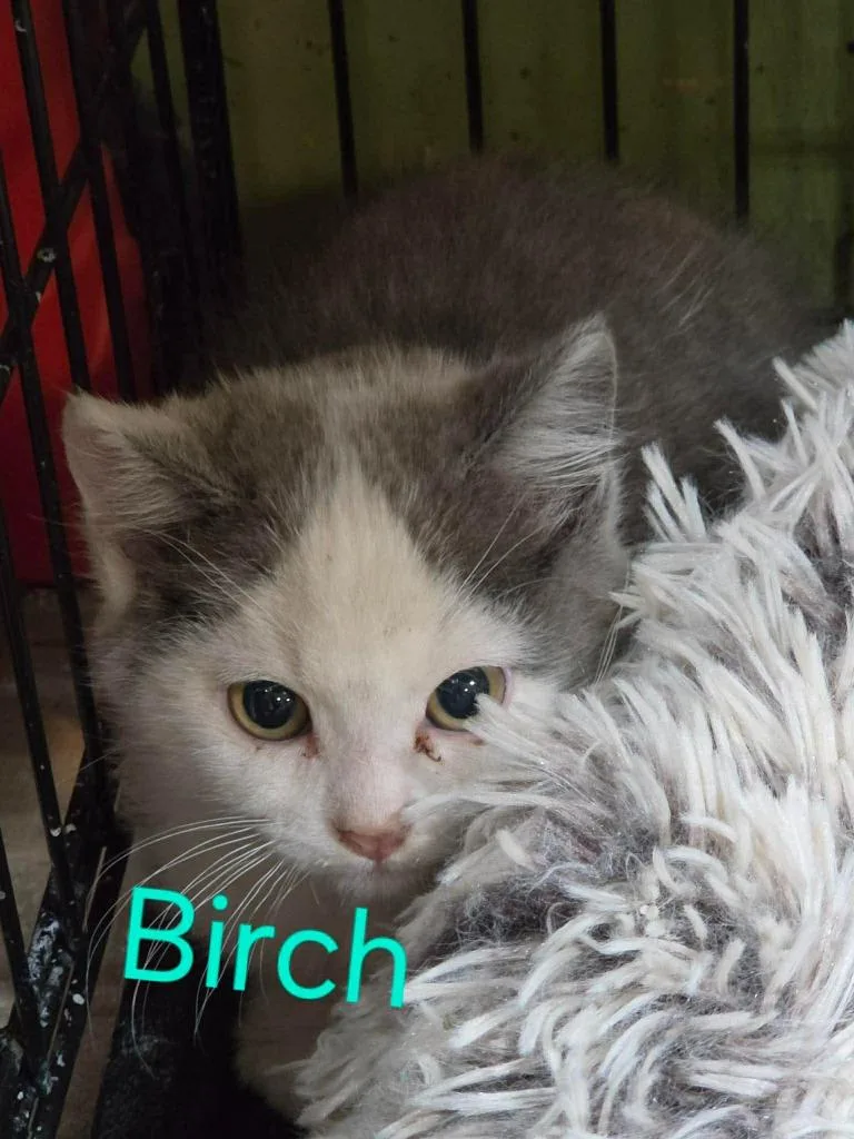 Birch thumbnail 3