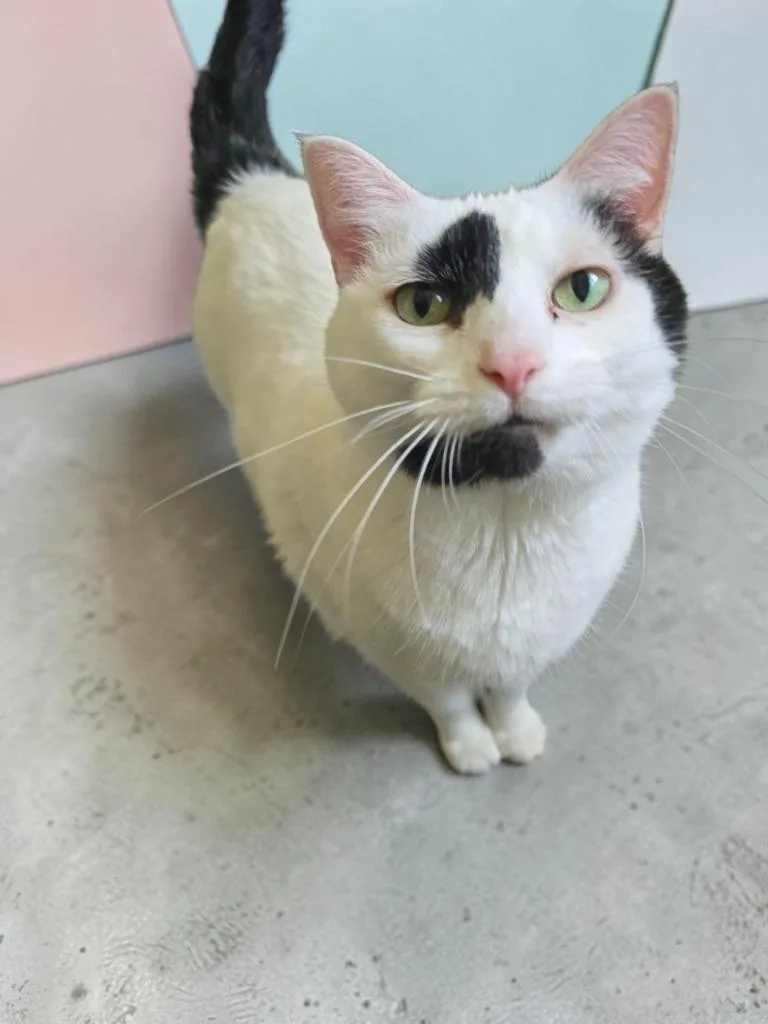 A senior large-sized female Domestic Short Hair cat named Luna for adoption in Barron, WI