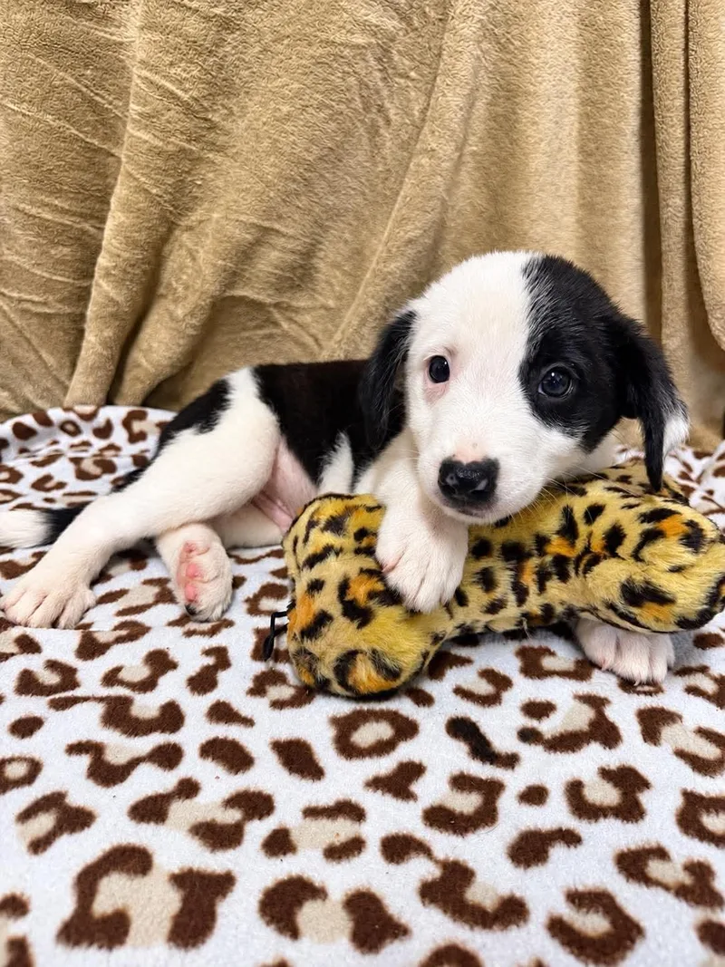 A baby medium-sized male White / Cream Labrador Retriever dog named Arlo for adoption in Randolph, NJ
